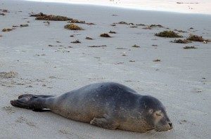 Seal on the beach